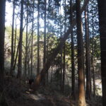 【価値を一新する、まったく新しい令和の家づくり帳】「伝統構法×先端(正反合)」がはじまります